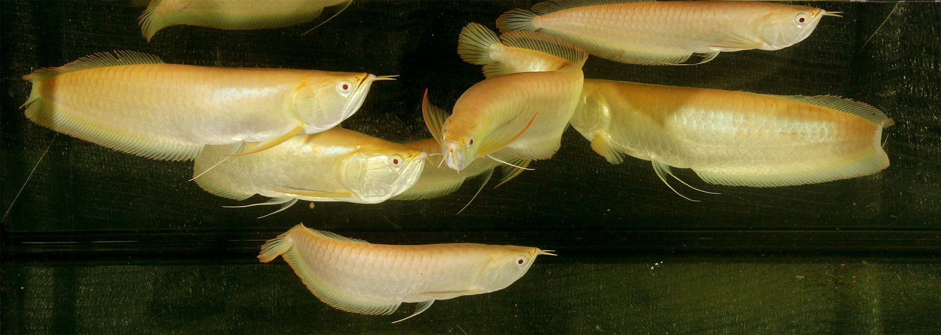 Arowana.jpg
